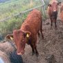 5 pbnr Saler excellent heifers to breed Image 5