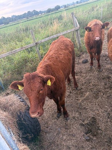 4 pbnr Saler excellent heifers to breed