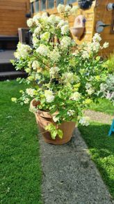 Hydrangea Limelight