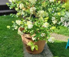 Hydrangea Limelight