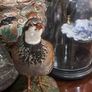 Taxidermy Rare French Partridge Image 2