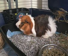 Guinea pig 2 male with accessories