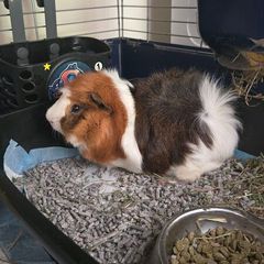 Guinea pig 2 male with accessories