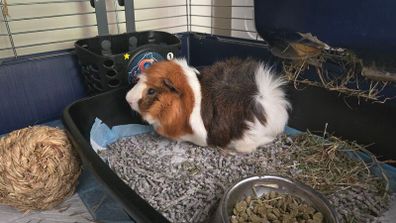 Guinea pig 2 male with accessories