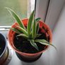 Spider plant Image 2