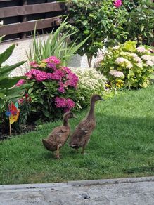 Two ducks + cage for free