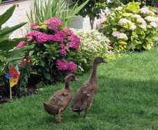 Two ducks + cage for free