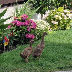 Two ducks + cage for free