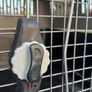 Transport cage Image 2