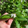 Plant - Tradescantia Fluminensis Green Hill - Houseplant Image 8