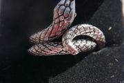 Vintage Sterling Silver Snake Serpent Ring Size O - 5g