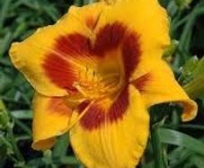Daylily Plants