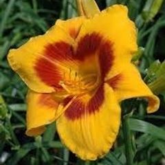 Daylily Plants
