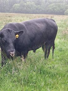 Aberdeen Angus Bull