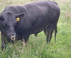 Aberdeen Angus Bull