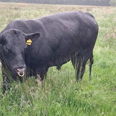 Aberdeen Angus Bull