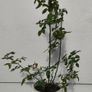Climbing Rose Image 2