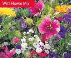 (W) Wild Meadow seeds Wild flower mix 1g (415847)