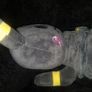 Pokemon Mimikyu Umbreon 22cm Plush Toy Image 2