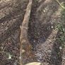 Holly Tree  Sculpture/Turning. Image 9