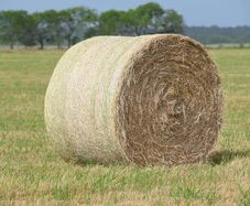 Hay