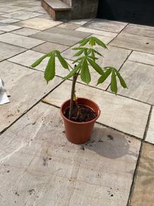 Conker tree sapling