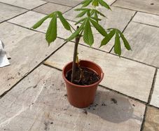 Conker tree sapling