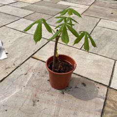 Conker tree sapling