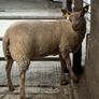 Rouge breeding ewe lambs Image 3