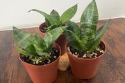 Mini/ dwarf snake plant house plant