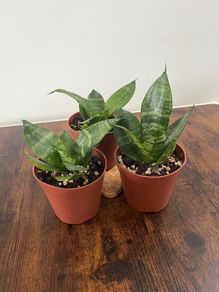 Mini/ dwarf snake plant house plant