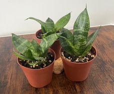 Mini/ dwarf snake plant house plant