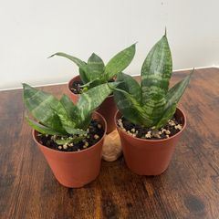 Mini/ dwarf snake plant house plant