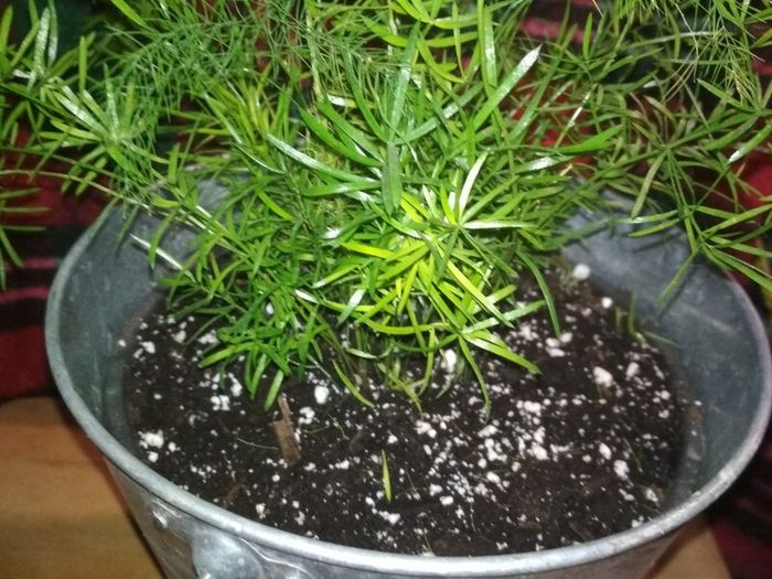 Asparagus houseplant