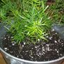 Asparagus houseplant Image 4