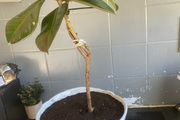 ficus elastica rubber plant