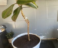 ficus elastica rubber plant
