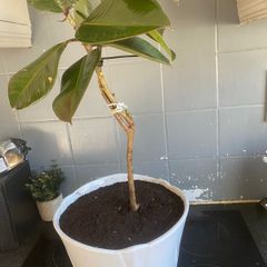 ficus elastica rubber plant
