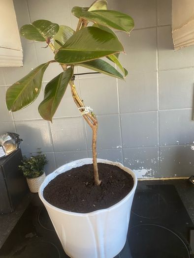 ficus elastica rubber plant