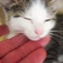 Kittens Image 5