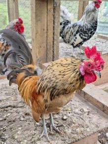 Serema Roosters