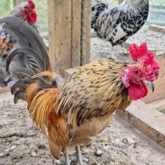 Serema Roosters