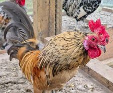 Serema Roosters