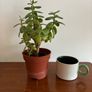 Medium Jade plant Image 2