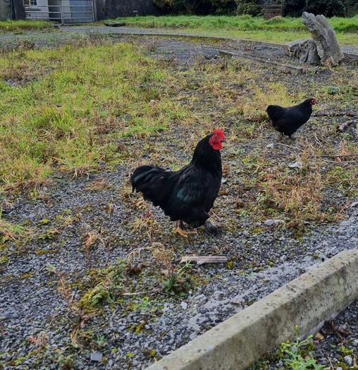 Lavender and black pekin bantam rooters