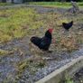 Lavender and black pekin bantam rooters Image 4