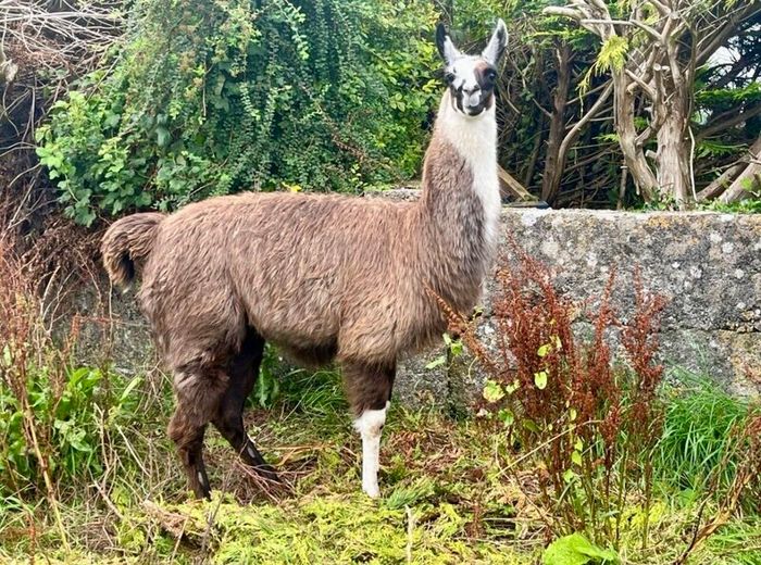Llamas for sale