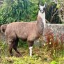 Llamas for sale Image 10