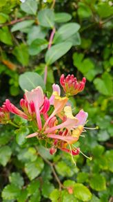 Climbing Plants, Honeysuckle