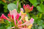 Climbing Plants, Honeysuckle